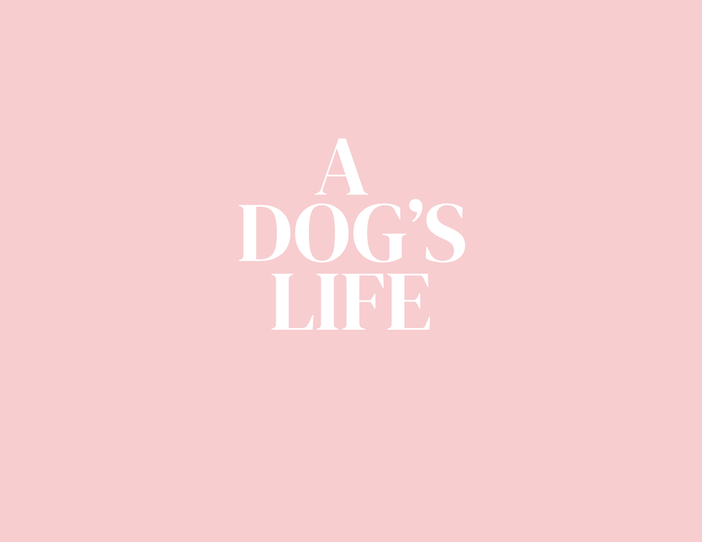 🐶 Dog Photo Book - Template